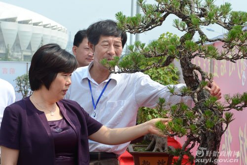 第14届盱眙国际龙虾节盆景艺术展开放