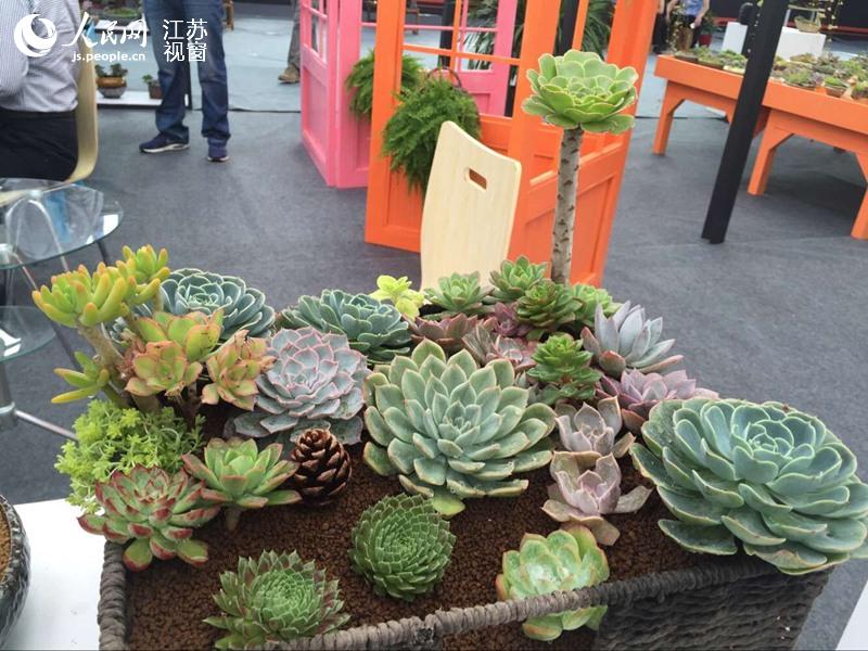 ������������ֲ��Ʒ�ִ�300���� �����۶����