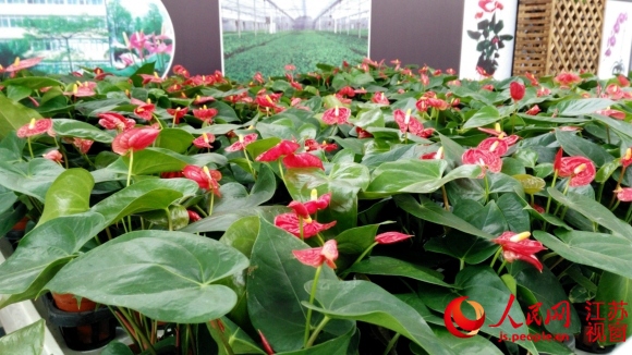 ����������ľ���ÿ�֦ɢҶ:��ҵ���� ��������