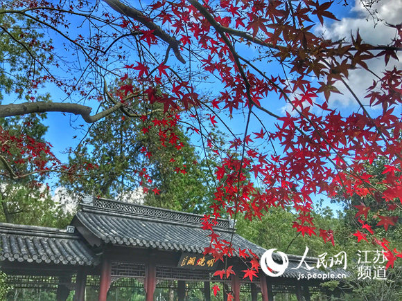 棲霞山中楓葉已漸漸飄紅