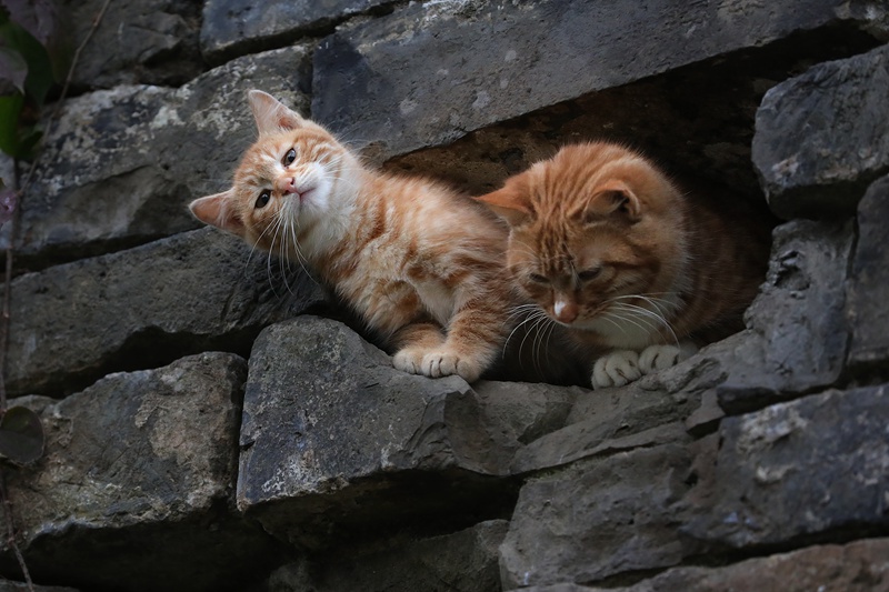 ������ǽ�ϳ�è����