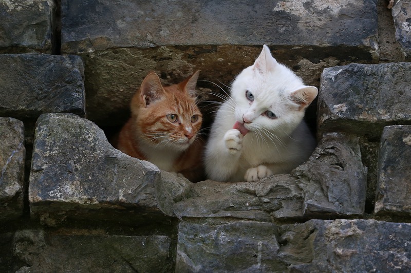 ������ǽ�ϳ�è����