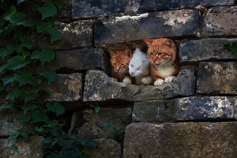 ������ǽ�ϳ�è����