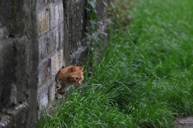 ������ǽ�ϳ�è����