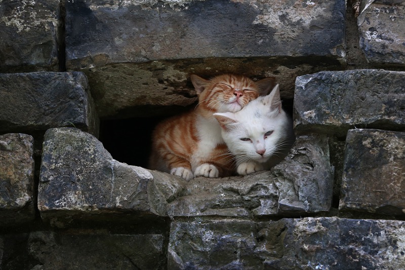 ������ǽ�ϳ�è����