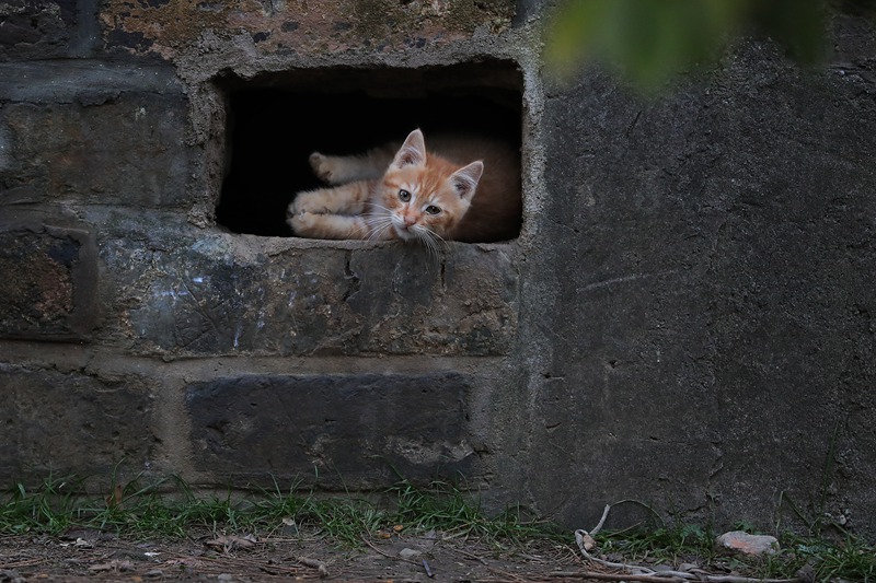 ������ǽ�ϳ�è����