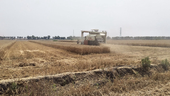 麦田里，大型收割机正在抢收小麦 范萌摄