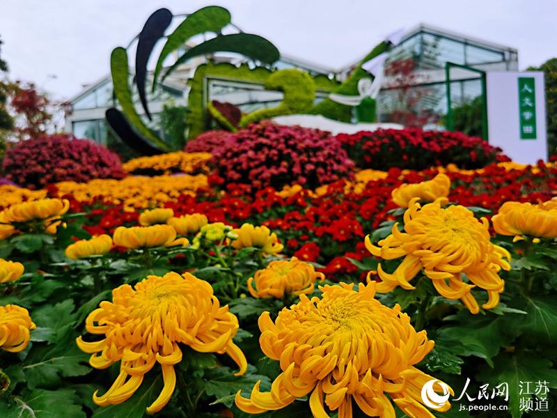爭奇斗艷的菊花競相開放。記者王繼亮攝