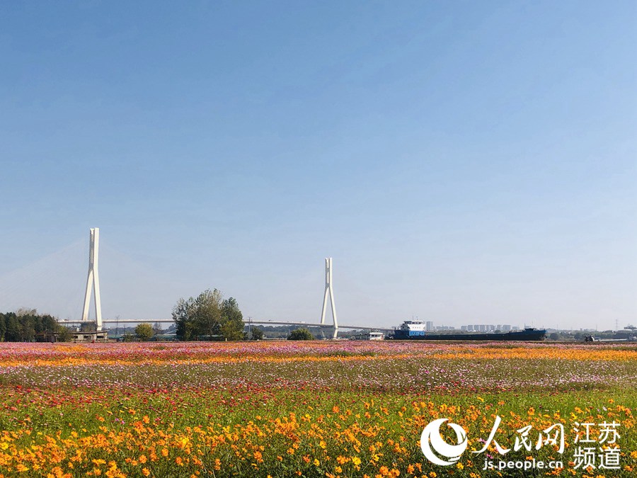 長江岸線復綠 南京棲霞昔日船廠成花海