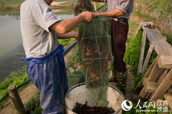 图为南京浦口简诺种植专业合作社养殖的小龙虾。受访对象供图