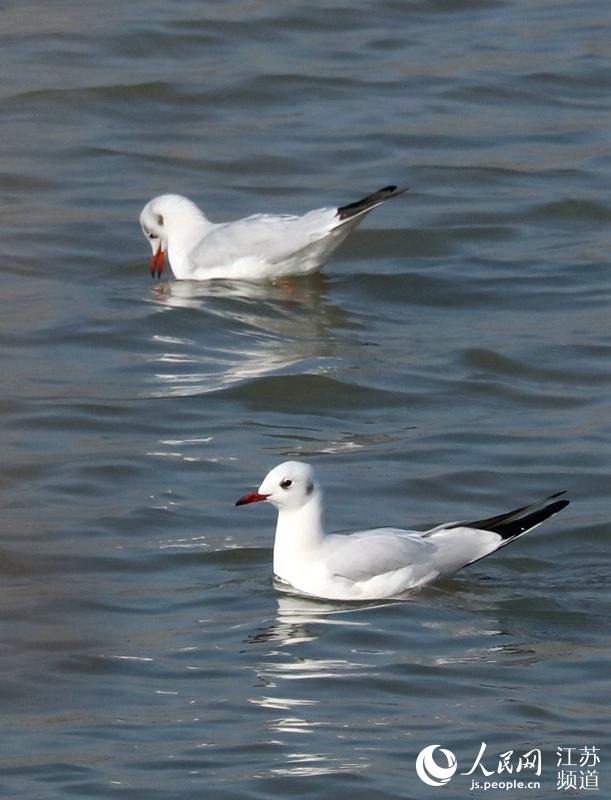 ����Ÿ�ڽ���ʡ�����ؾ��ڵĻ����ˮ������ʳ����Ϸ����������