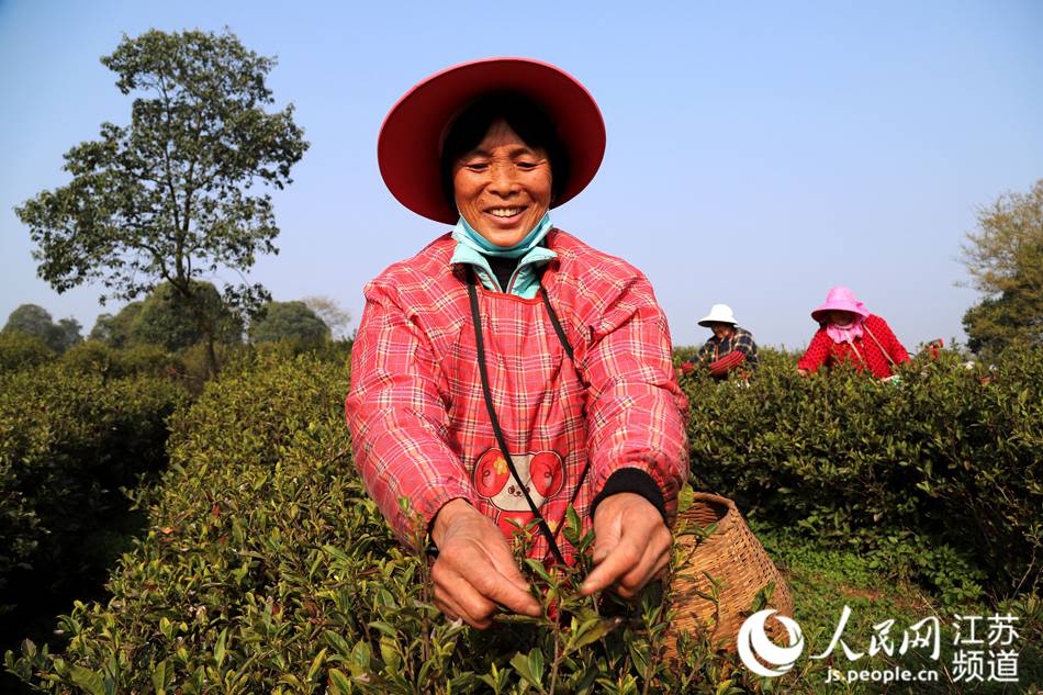 村民在生态茶园里采摘春茶鲜叶。高晓平摄