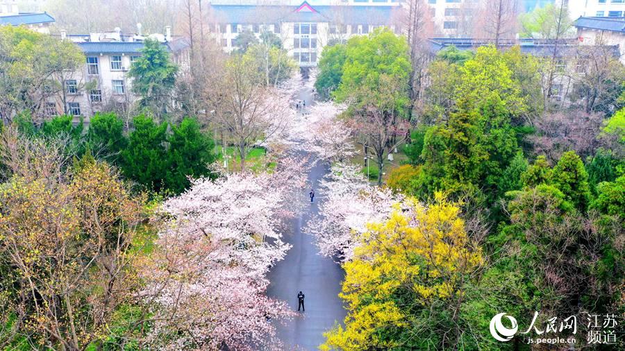 "樱花大道"成为校园内的一道独特风景线. 楠林瑄摄