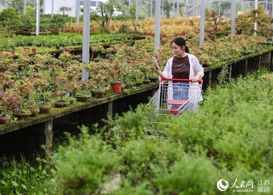 江苏沭阳的花木电商女主播正在直播销售红枫、地柏等花木盆景。丁华明摄