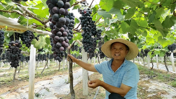 图为一葡萄种植园内景。灌南县委宣传部供图