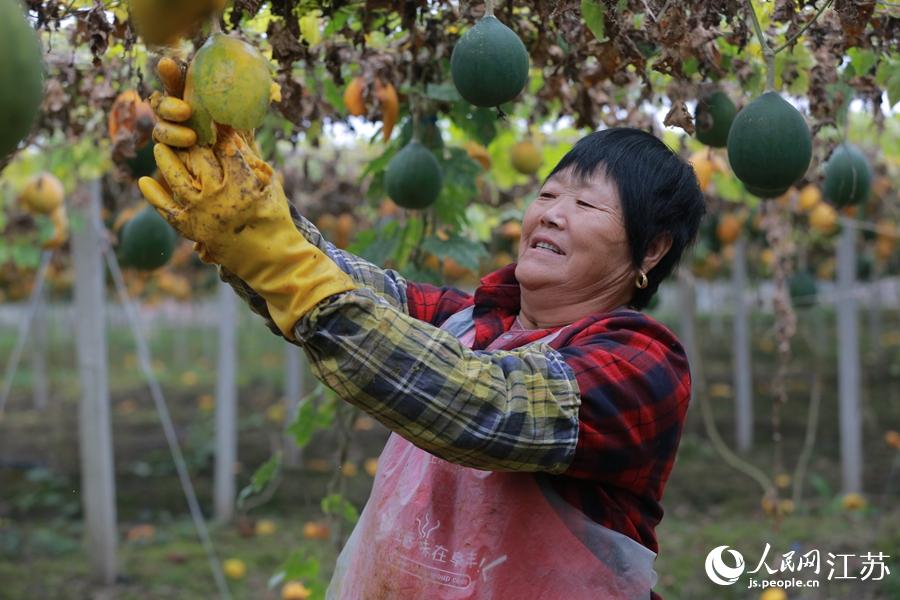 瓜蒌基地工人正在取瓜蒌籽。人民网 冷金明摄