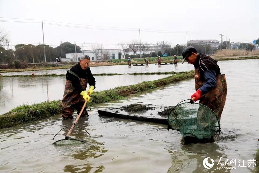村民正在打捞收获水草籽。高晓平摄
