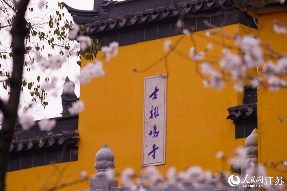 3月，鸡鸣寺樱花如约而至。尹翔摄