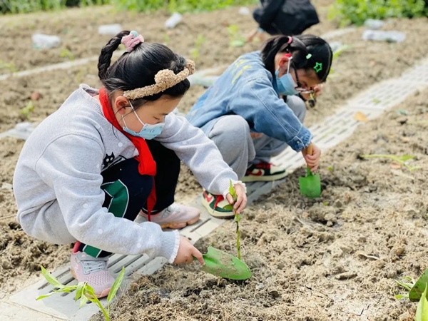 新城小学种植园内同学们实践体验蔬菜种植。童君康摄