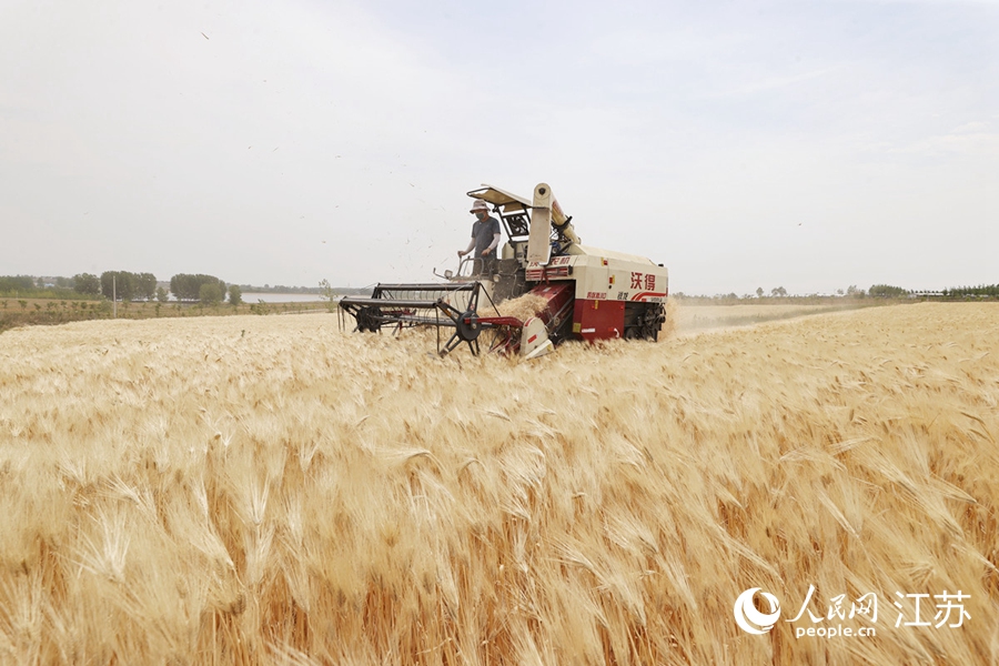 赣榆区塔山镇姚葛埠村，农民驾驶收割机在田间收割大麦。司伟摄