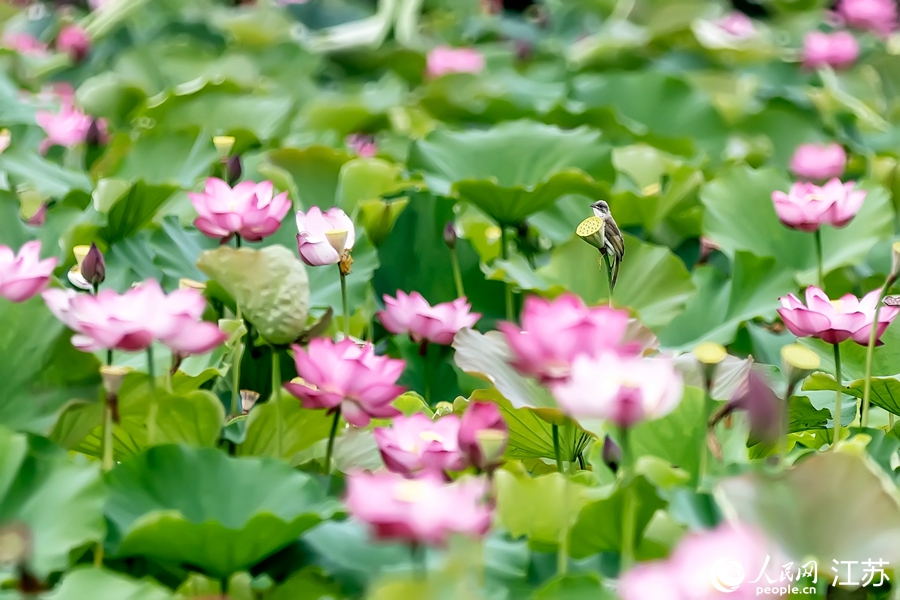 ߴ̳ǺˮǺɻ࿪šߴǹίṩͼ