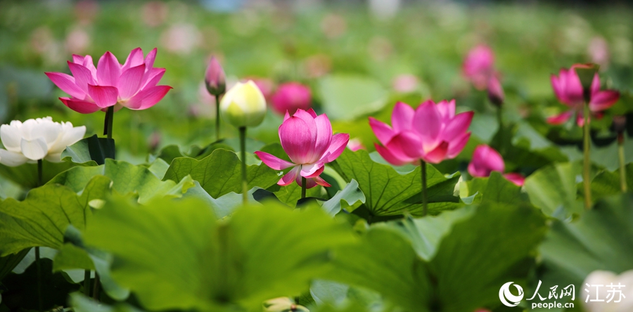 ǧĶɻ˴Լߴǹίṩͼ