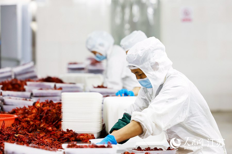 工人正在将加工后的小龙虾摆放入盘。许昌亮摄