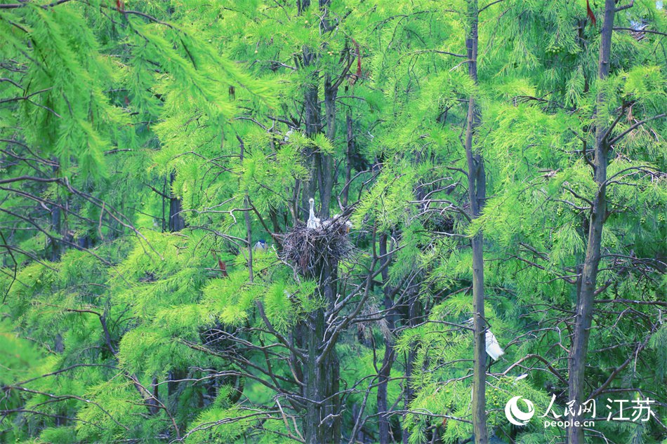 池杉林中，雏鸟正在等待哺喂。人民网 冷金明摄