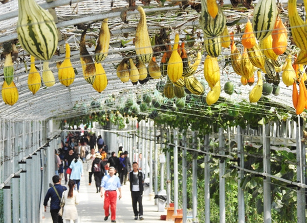 特色產業“領跑”致富路。耿玉和攝