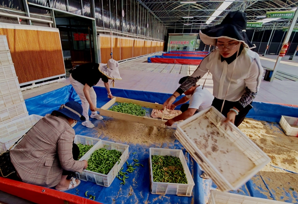 工人们正在筛检刚刚收获的”灌云豆丹“。灌云县委宣传部供图