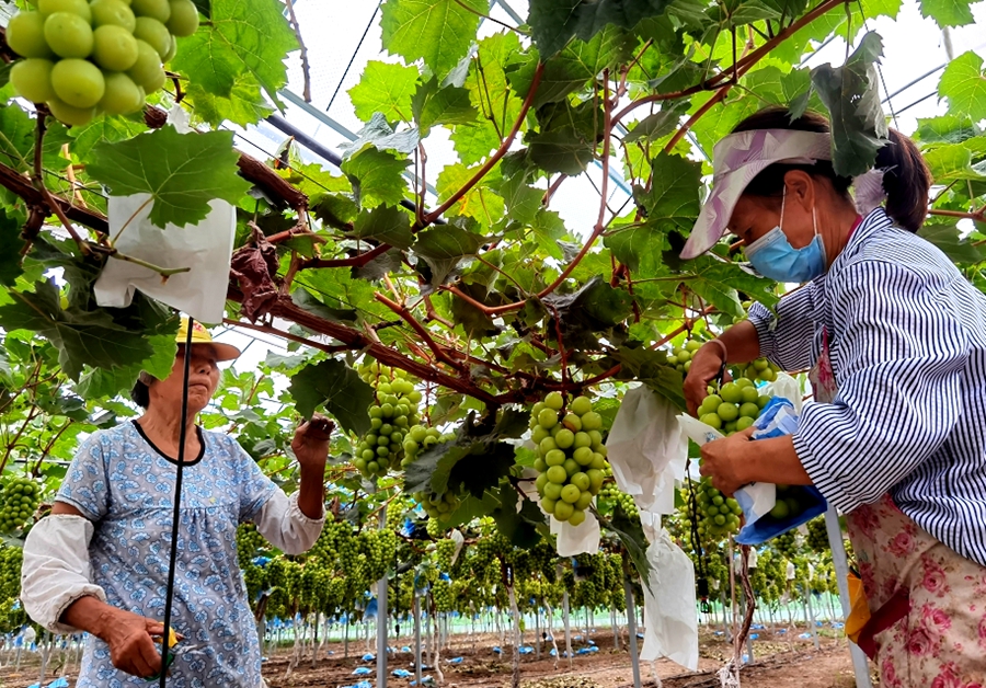 工人正在採摘。孫蓀攝