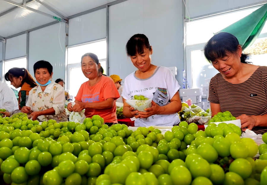 果園用工主要來自當地農民。陳誠攝