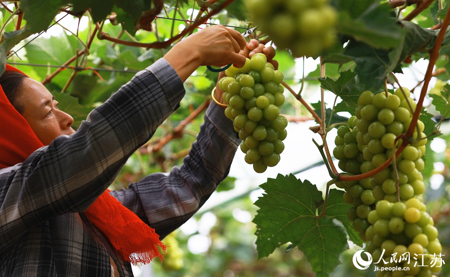 当地村民正在采摘葡萄。史道智摄