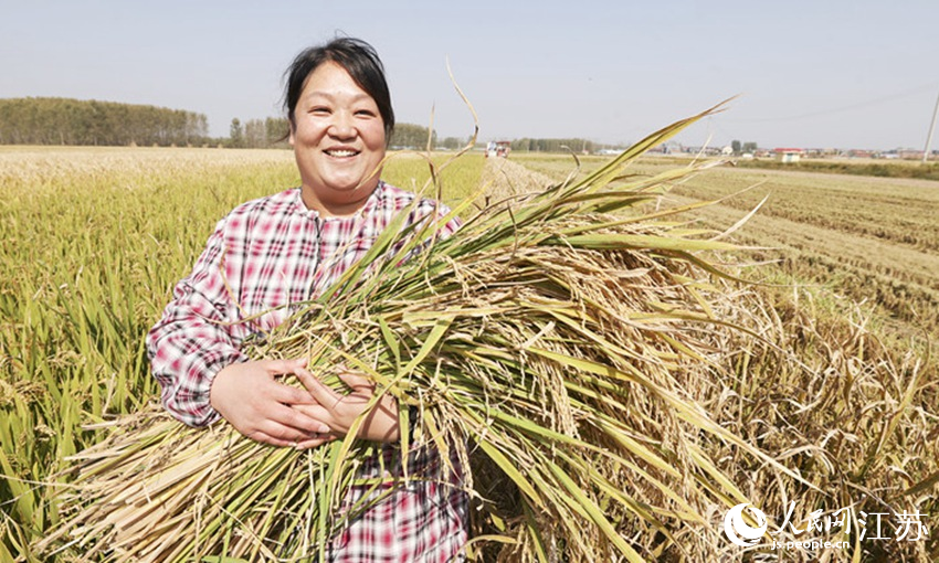農民懷裡抱著剛收割的水稻。司偉攝