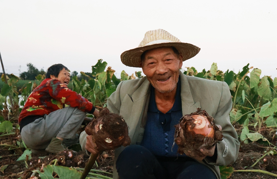 垛田街道征北村农民正在收获龙香芋。史道智摄
