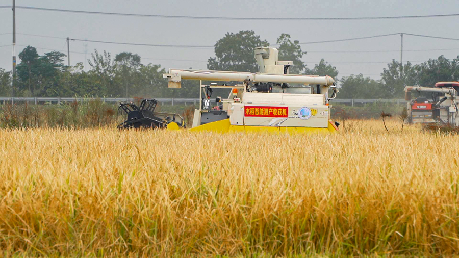 无人驾驶收割机还能根据定位测算亩产量。赵天摄