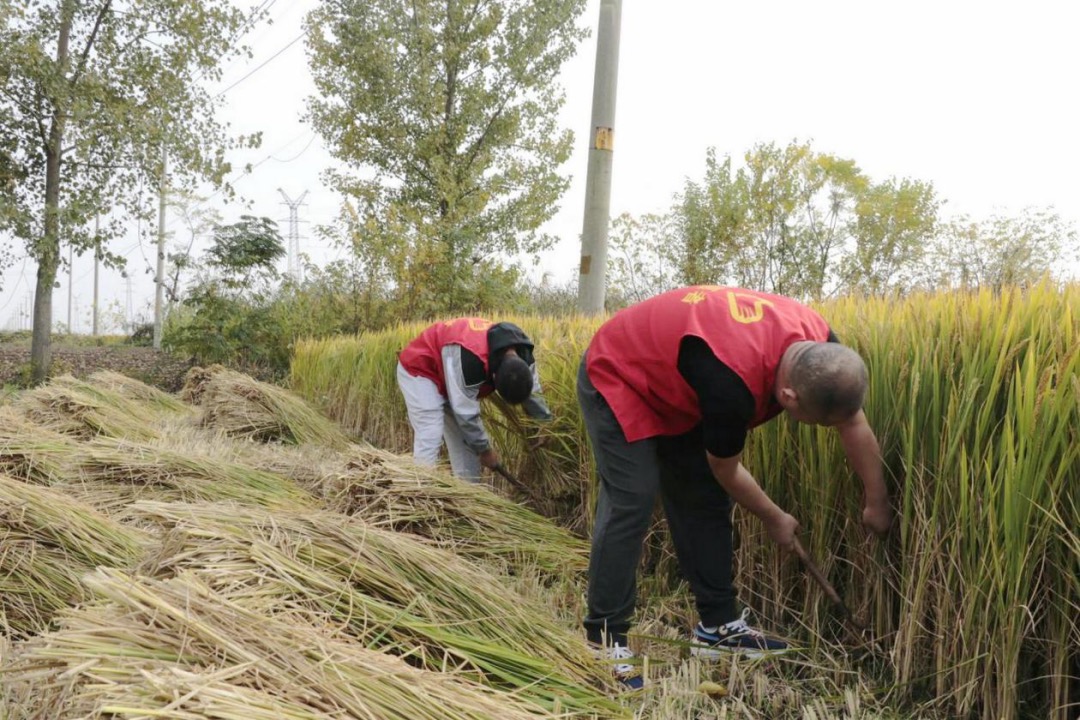  志愿者在稻田地割水稻。建湖烟草供图