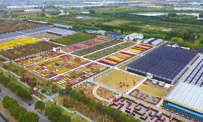 俯瞰南京江宁湖熟菊花园。江宁区委宣传部供图