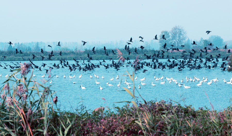 大批候鸟飞临湿地。史道智摄