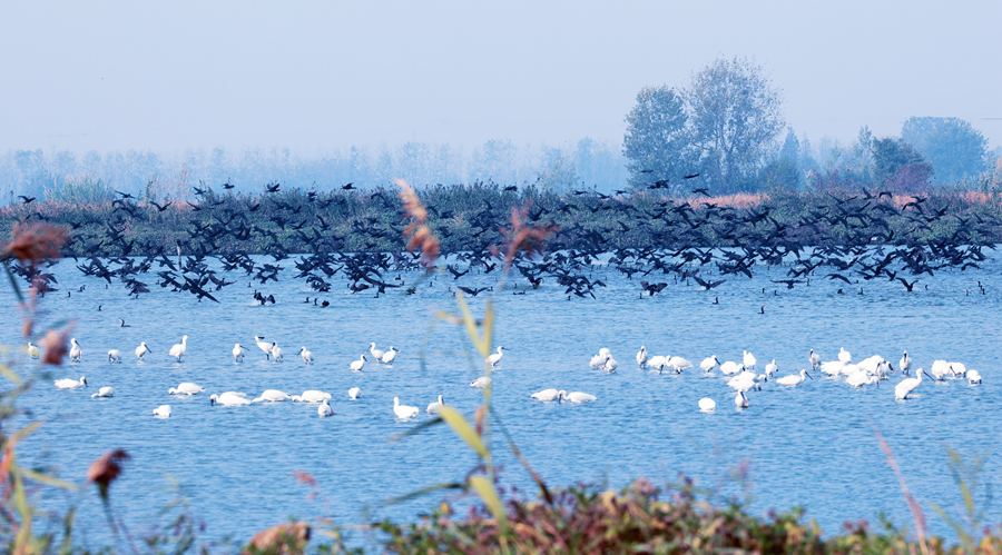 大批候鸟飞临湿地。史道智摄