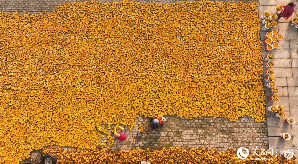 瓜篓皮晒满一地。周永摄