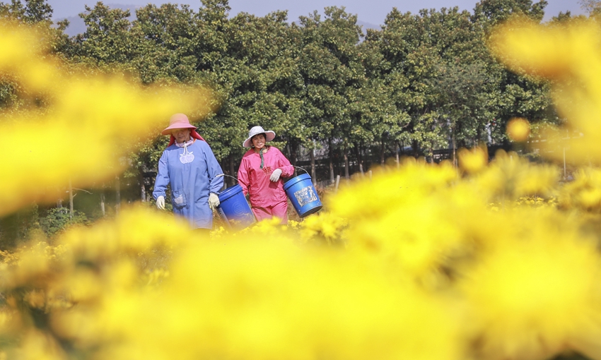 金丝皇菊种植基地内，农户加紧采收。杨志国摄