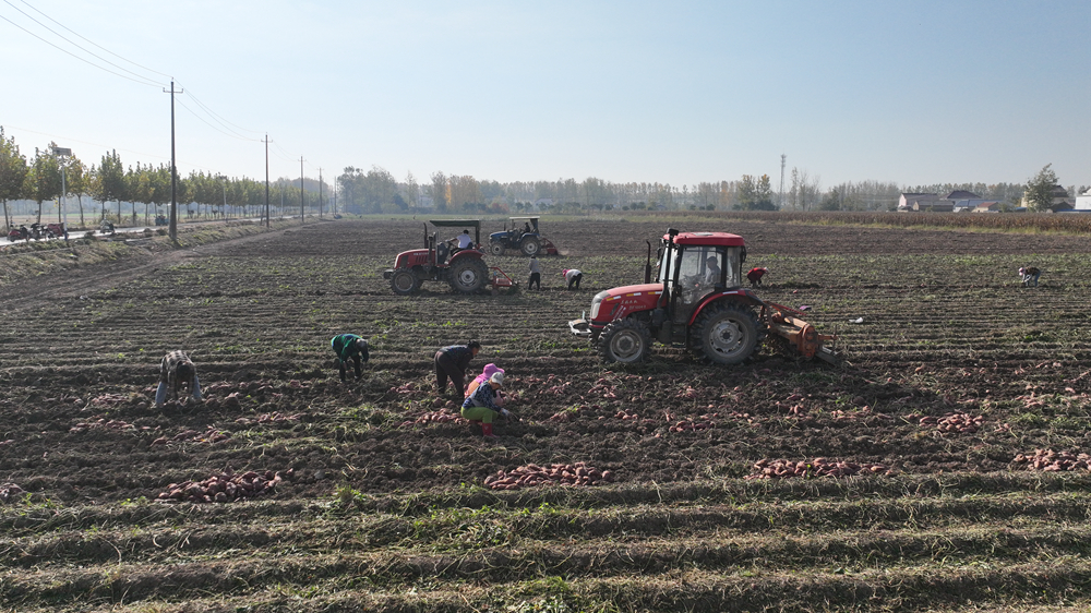 大型拖拉機所過之處，一壟壟紅薯翻滾而出。王華攝