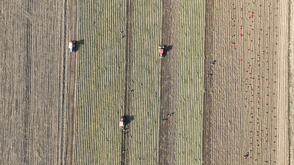 村民利用機械採收紅薯。王華攝