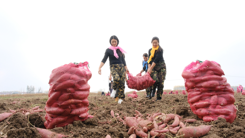 村民們採收紅薯。孫蓀攝