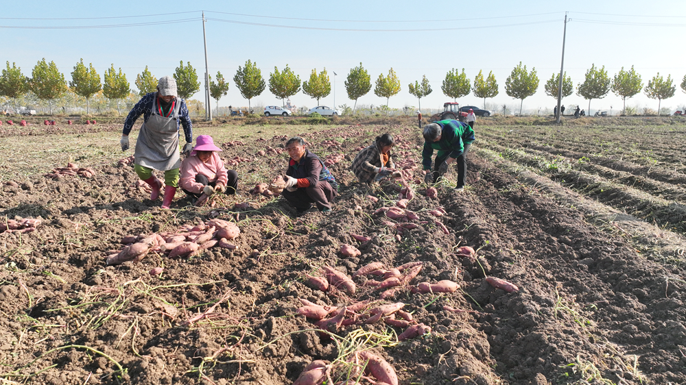 村民們採收紅薯。王華攝