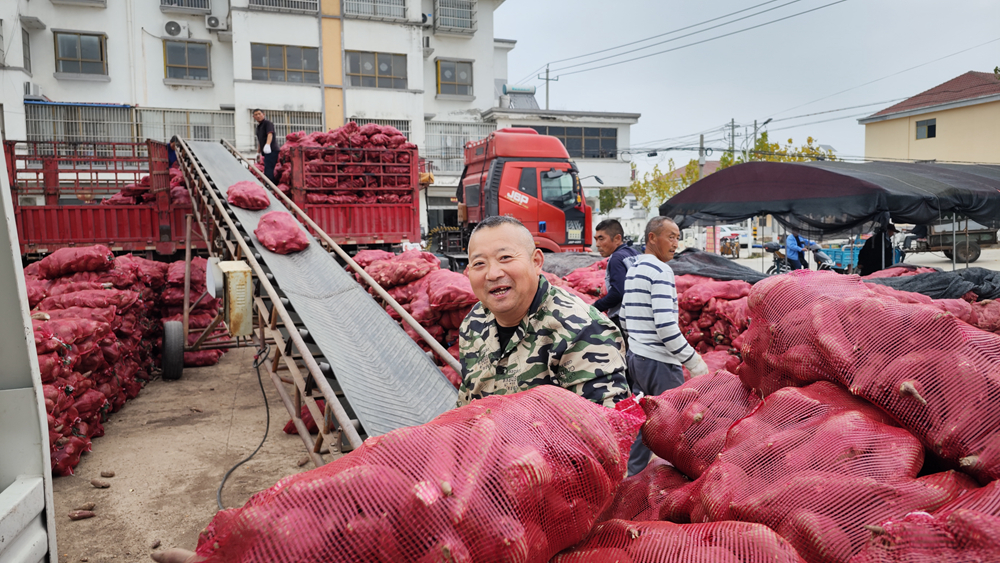 村民們裝運紅薯。孫蓀攝