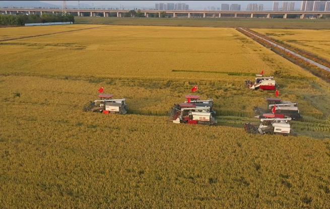 兰花塘高标准农田迎来首季水稻丰收。张衡摄