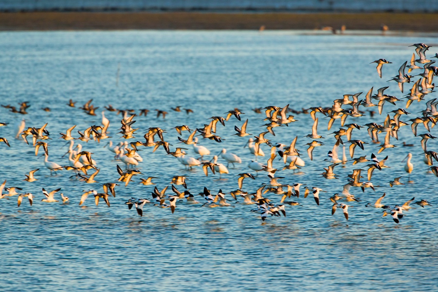 素有“鸟类天堂”的条子泥湿地迎来大量候鸟停歇、换羽和越冬。单中华摄