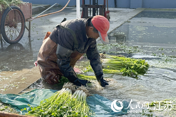 农户正在清洗刚刚收割的水芹。人民网 耿志超摄